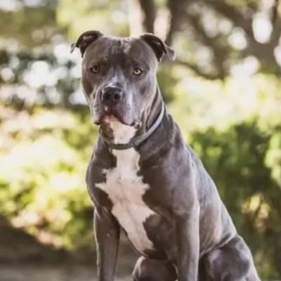 NoAlaMom's profile picture. Alabama Grad (RTR!!), Conservative, Bible Believing, Jesus loving Momma (married), Chicken whisperer, 1A, 2A absolutist. ❤️❤️