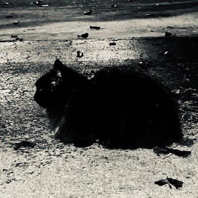 HowTweetheBrave's profile picture. 