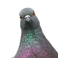 Brendon Stanton (@stantonbrendon) 's Twitter Profile
