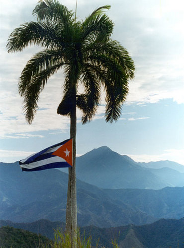 Como la Palma Real de mi Cuba, oteando el horizonte de nuestras verdades.