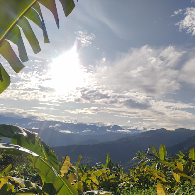 🇵🇪 🏔️ Agronomist Engineer - UNALM- Plant Pathology @UNALM_online.
Tropical Crops ☕🌱🔺🧬