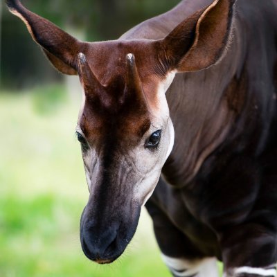 real actual okapi. 

hey, remember always having quarters on you just in case you needed to use a pay phone?

🏴‍☠️🍊🗡️