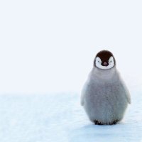 孔雀 (@pikoltuku) Twitter profile photo