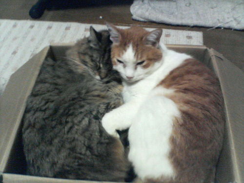 pikoreon's profile picture. 休みの多い会社で働くトイレの神様。ピッコマで曜日感覚を養っている。エンゲル係数時に100%超。RT多め。趣味→料理、アニメ、キャンプ、旅行、スノボ、スポーツ観戦、漫画。好き→猫、22/7、グルメ、トランス、EDM、バトガ、アリスギア 、ミリシタ、ウマ娘、タテスク。嫌い→悪意のある言葉、美徳、偽善、浮気、不倫、不貞。