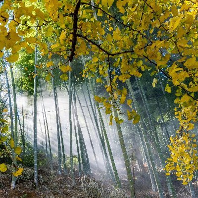 zmz20221120's profile picture. 爱国，互fo🇨🇳