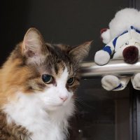 やしねこ🐾ฅ^. ̫ .^ฅ (@yashineco) 's Twitter Profile