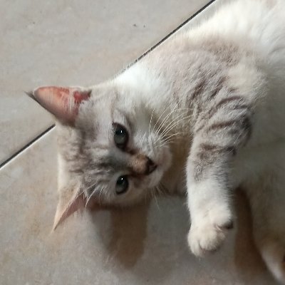 rizahro's profile picture. bukan akun pribadi.
