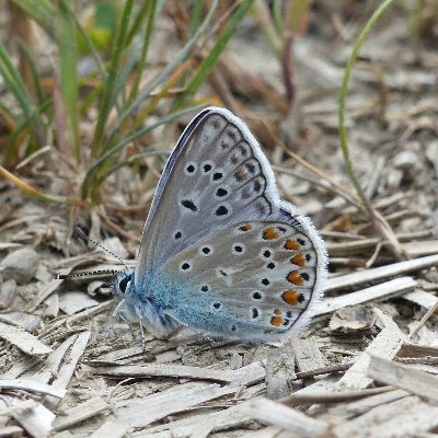 The Wider Countryside Butterfly Survey (WCBS) uses a random sampling framework to assess the status of common and widespread butterfly species.