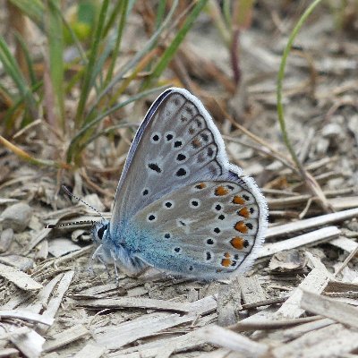 The Wider Countryside Butterfly Survey (WCBS) uses a random sampling framework to assess the status of common and widespread butterfly species.