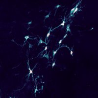 Polley Lab (@polleylab) 's Twitter Profile
