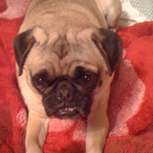 bohying's profile picture. 