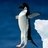 penguin999999's profile image