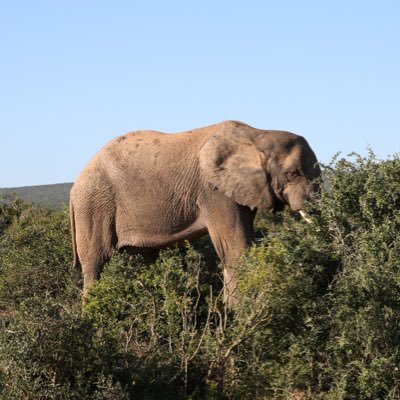 percy_snodgrass's profile picture. Late Boomer seeking a peaceful life away from big government interference!