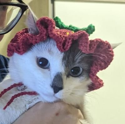 eu e minha gata somos artesãs nas horas vagas |
estudante de arq&urb | 23y