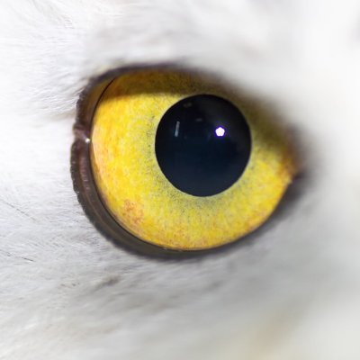 Désigne le fait d'être curieux des choses nouvelles ou inconnues