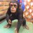 bikechimpanbike