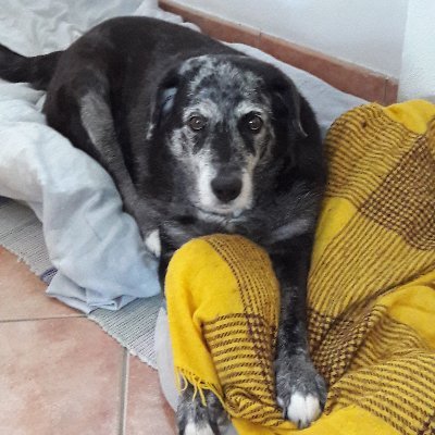 elaisafrenk's profile picture. Una profonda sete di GIUSTIZIA(?).ex portavoce Pendolari 🚐 PV ex GZ PV.Amo gli Animali,cerco di essere clemente con la mia razza.Milanese 1/4 svizzera