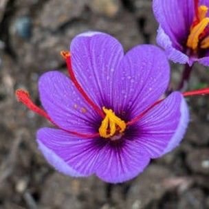 saffroncelebes's profile picture. All Maktub. Simply Stay Humble.