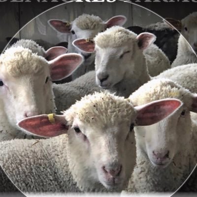 Sheep / Lamb producer cash cropper husband and father of three. kemptville college allumni conservation Farmer, Seller of Quality Ewelambs Dm me 👍  Jim Bennett