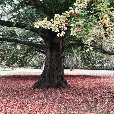 dfer_docs's profile picture. Mental, with the occasional burst of laughter. 
Deputised by Sandford police to say, It's not a police matter.
Respect my authority.