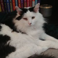 Dina (@cozybookread) 's Twitter Profile