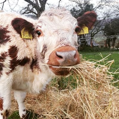 29, QUB graduate, interested in conservation, Environmental farming schemes, grassland ecology, conservation grazing, rare breed cattle and birds.