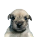 arroz (@arrozbrutal) Twitter profile photo arroz (@arrozbrutal) Twitter profile photo