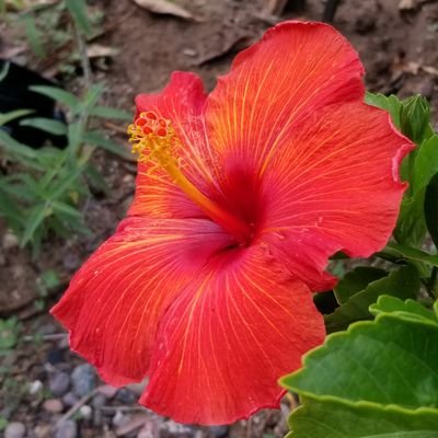 maricaligal's profile picture. 