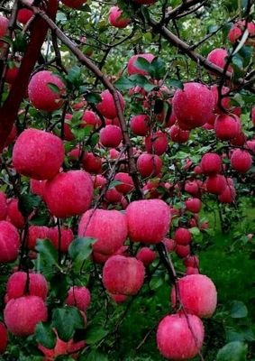 Saida027's profile picture. What's soft is strong !