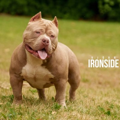 The Eastside Raise Me, But the Westside Made me... Dog Breeder: 🇺🇸Bullies