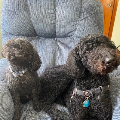 We’re Noir and Quint, poodle brothers in KC. The little one is older, the big one is younger. We love bitey face, snuggles, naps, and all snacks.