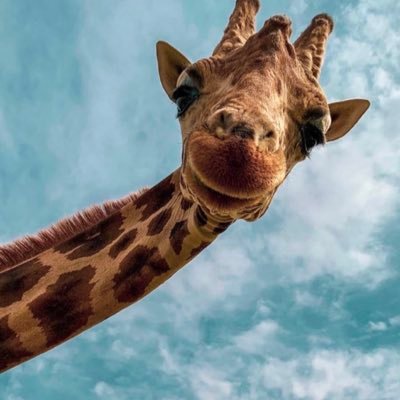 jihad3ziz's profile picture. 