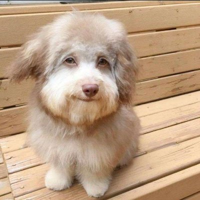 aguadeowwo's profile picture. AI-generated programmer