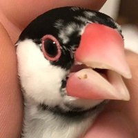 M.akbar (@kdwright4216) 's Twitter Profile