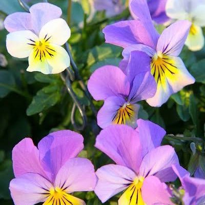 smile80084816's profile picture. 2022年から小さな会社の情シスとして働き始めました🌸わからないことだらけなので基本的なことから勉強中！エンジニアの方々と繋がりたいです！