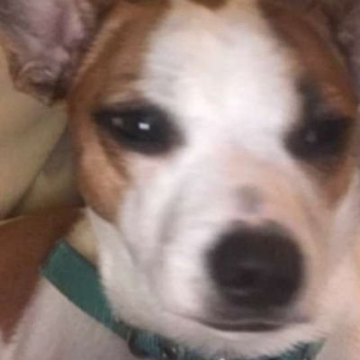 alyzla's profile picture. Dog