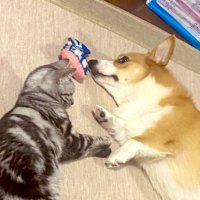コーギーうにひじき&アメショごまむぎ (@goma_to_uni) 's Twitter Profile