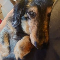 shima_shimashou (@shimashou1019) 's Twitter Profile