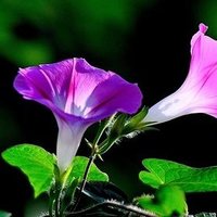 CunningReginald (@cunningreginald) 's Twitter Profile