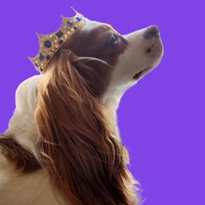 KingCharliePaws Profile Picture