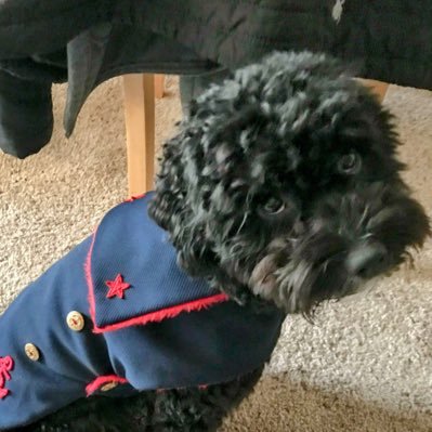 sdauciello's profile picture. An Urban Suburbanite...#luvgov #civicduty