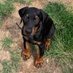 DobieMom (@dobiemom_6) Twitter profile photo DobieMom (@dobiemom_6) Twitter profile photo