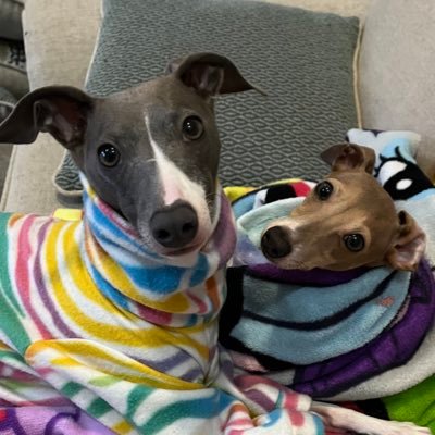 Iggy_Club's profile picture. Italian greyhounds or ‘iggy’ animation or art by me. I’m Twitchy Tremor