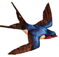 Bird_ID_SA's profile picture. Share interesting sightings and helping fellow birders I.D. birds in Southern Africa for one another interactively on Twitter!