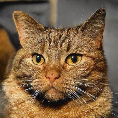 LisaWen16649669's profile picture. 