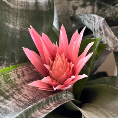 Grammasmh's profile picture. 