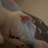 Evilmare (@evilmare0111) 's Twitter Profile