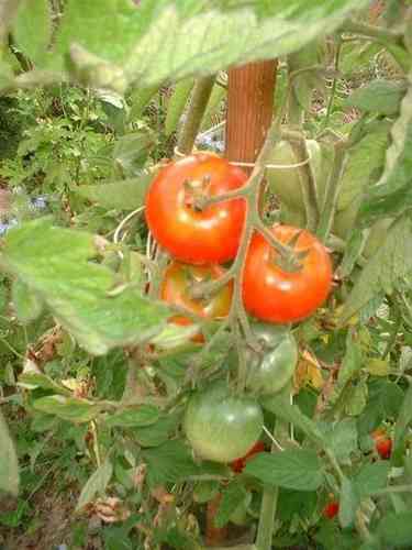 LawnFertilizers's profile picture. Gotta love  href=http://t.co/c0CBy3I4D1 Organics/b