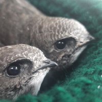 Totley Swifts (@totleyswifts) 's Twitter Profile