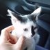 Beeper Kins (@thatteslacat) Twitter profile photo Beeper Kins (@thatteslacat) Twitter profile photo